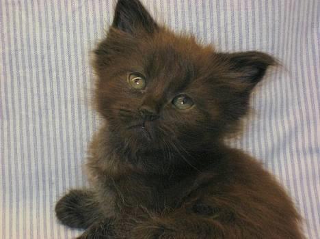 Maine Coon Kaiser  billede 4