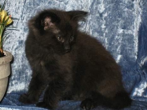 Maine Coon Kaiser  billede 5