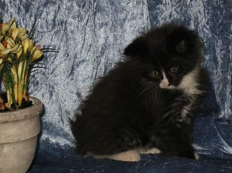 Maine Coon Stella billede 4