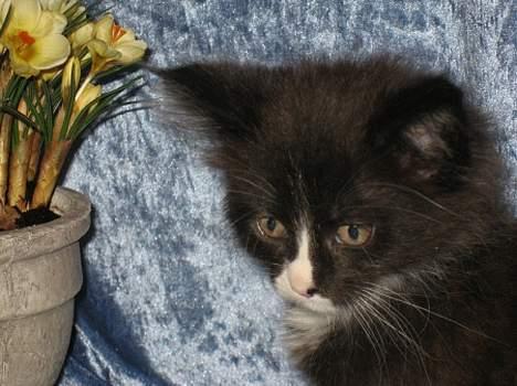 Maine Coon Stella billede 5