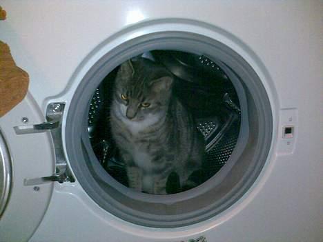 Blanding af racer Toolu lusifer billede 10