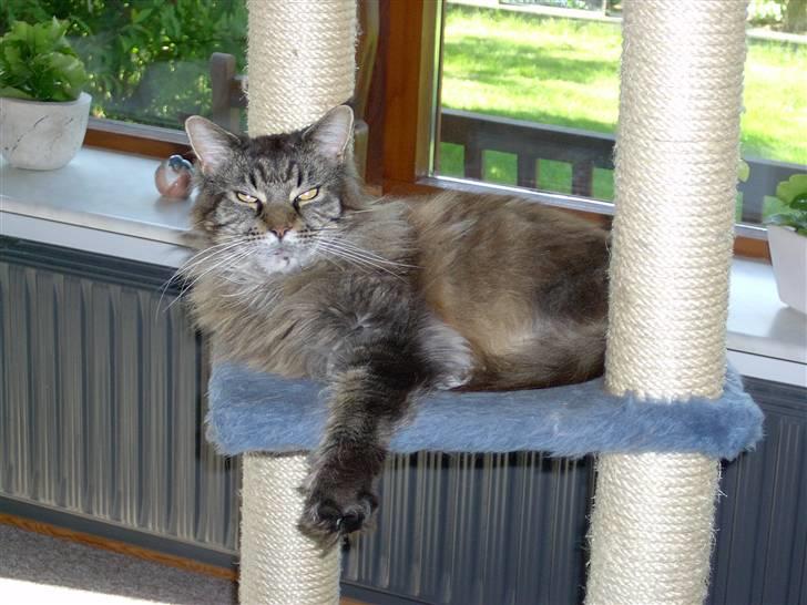 Maine Coon Ice R.I.P - Fantastisk misser ikk oss ? billede 1