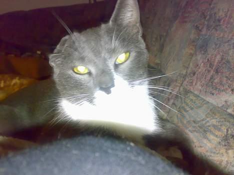 Huskat perle billede 6