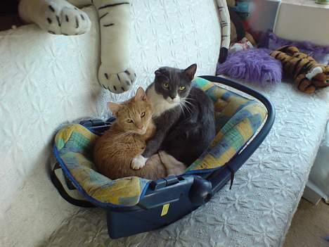 Huskat perle billede 7