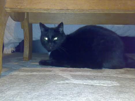 Huskat buller billede 3