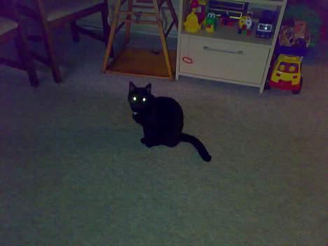 Huskat buller billede 4