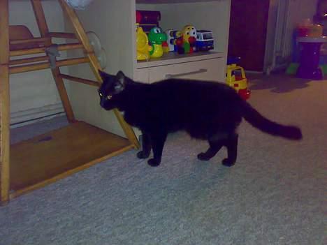 Huskat buller billede 5