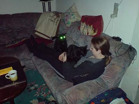 Huskat buller billede 6