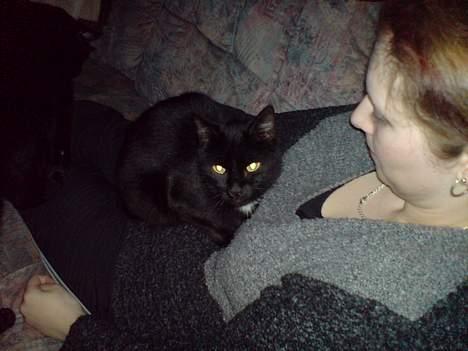 Huskat buller billede 7