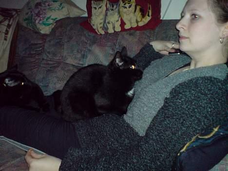 Huskat buller billede 8