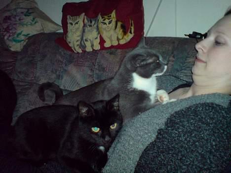 Huskat buller billede 9