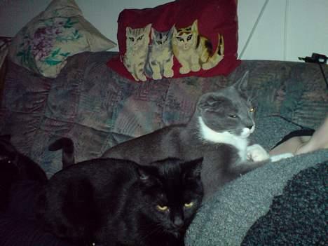 Huskat perle billede 9