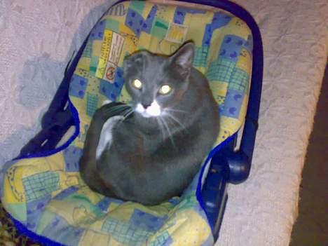 Huskat perle billede 10