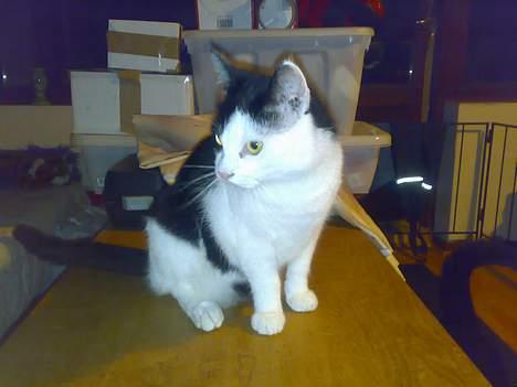 Huskat kit billede 6