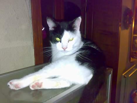 Huskat kit billede 7