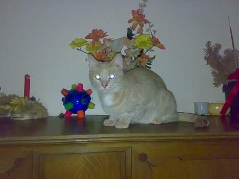 Huskat lucky (DØD) billede 7