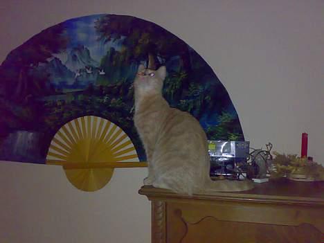 Huskat lucky (DØD) billede 9