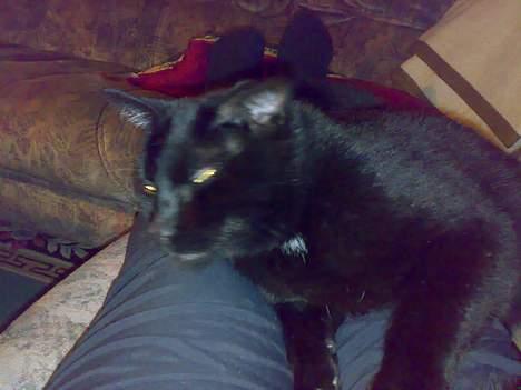 Huskat plet billede 7