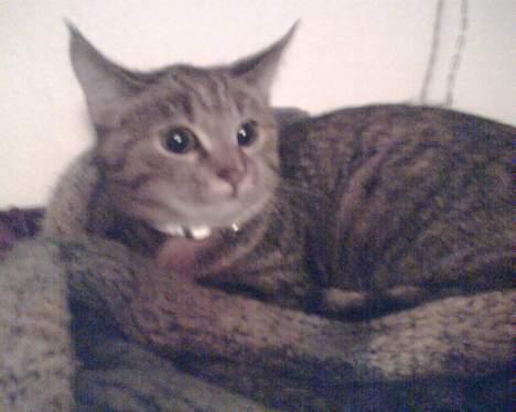 Blanding af racer trunte (flyttet tilbage) billede 1