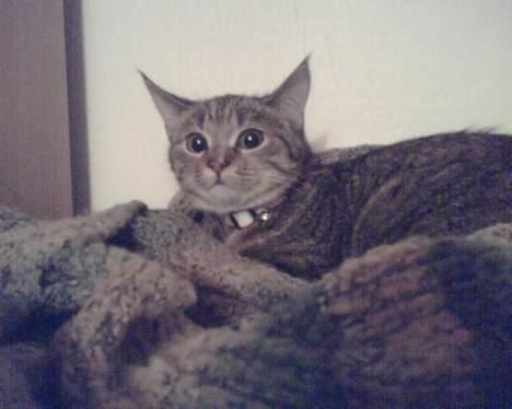 Blanding af racer trunte (flyttet tilbage) billede 2