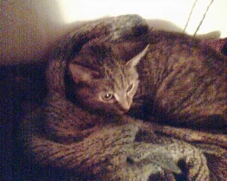 Blanding af racer trunte (flyttet tilbage) billede 3