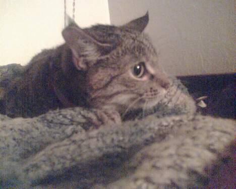 Blanding af racer trunte (flyttet tilbage) billede 4