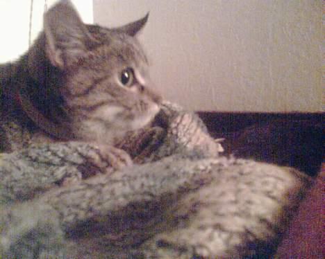 Blanding af racer trunte (flyttet tilbage) billede 5