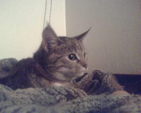 Blanding af racer trunte (flyttet tilbage) billede 6