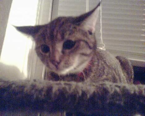 Blanding af racer trunte (flyttet tilbage) billede 7