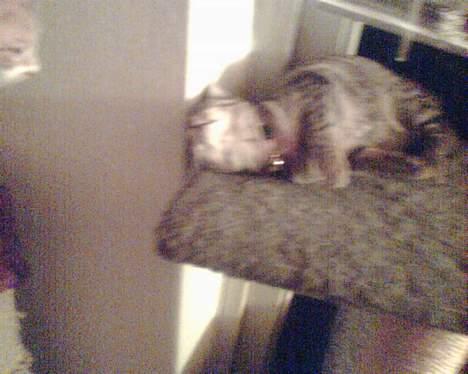 Blanding af racer trunte (flyttet tilbage) billede 8