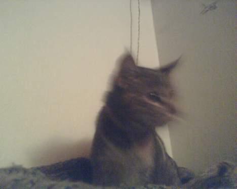 Blanding af racer trunte (flyttet tilbage) billede 9