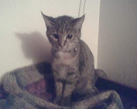 Blanding af racer trunte (flyttet tilbage) billede 10