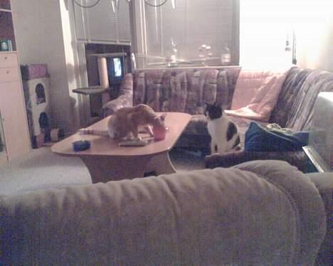 Huskat garfield - var tørstig mor billede 15