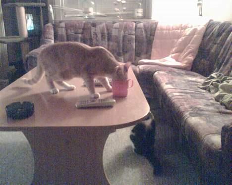 Huskat garfield - tager lige en tår mere billede 16