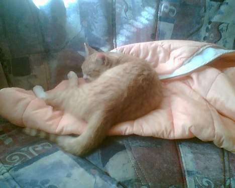 Huskat garfield - dortes tæppe lækkert  billede 17