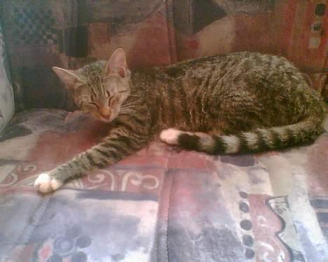 Huskat mulle (død d 28/04-07) - ny sofa billede 13
