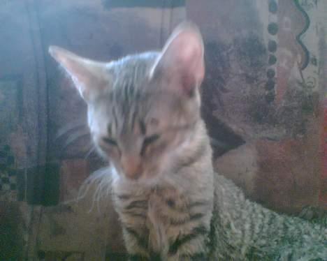 Huskat mulle (død d 28/04-07) billede 14