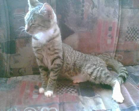 Huskat mulle (død d 28/04-07) billede 15