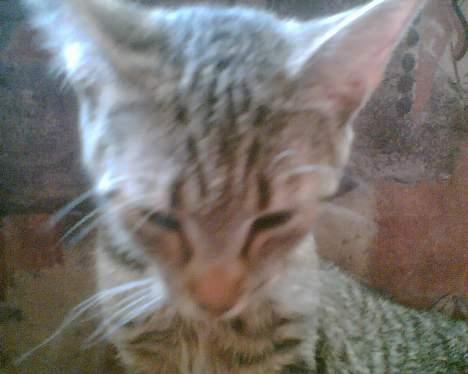 Huskat mulle (død d 28/04-07) billede 16