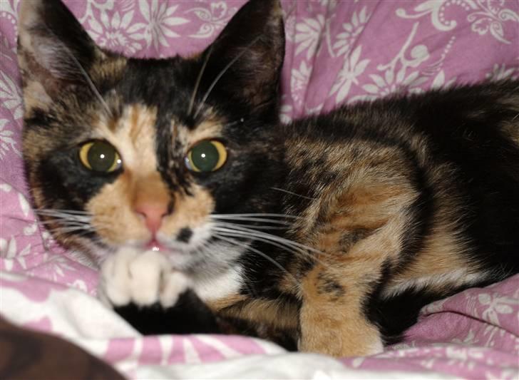 Huskat * Kylle * - *Kylle* i sit sande jeg :p  billede 1