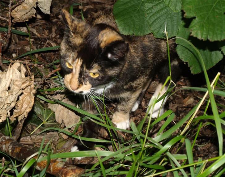 Huskat * Kylle * - Ude i haven også ;P  billede 2