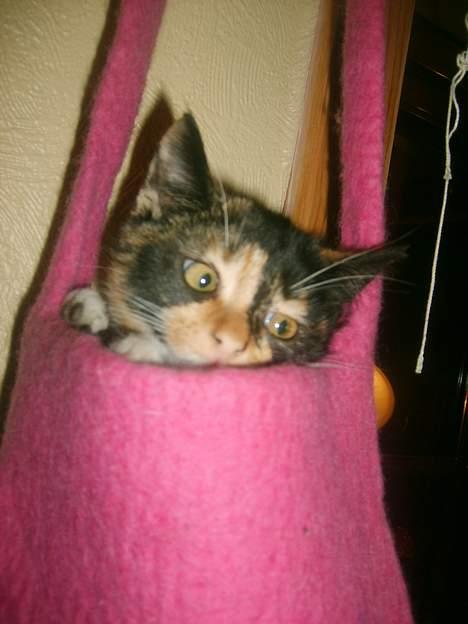 Huskat * Kylle * - Søødt :D da kylle var helt lille :D  billede 3