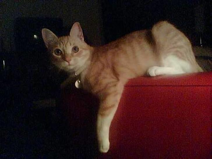 Huskat Pickles +02.11.2010+ - Hænger lige ud på armlænet :o) billede 1