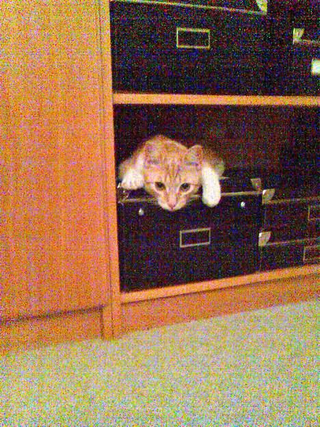 Huskat Pickles +02.11.2010+ - Ude på narrestreger?? :o) billede 2