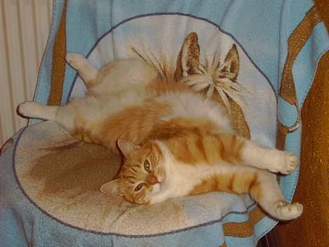 Huskat Pickles +02.11.2010+ - Uuuhh jeg erbar så dejlig... billede 3