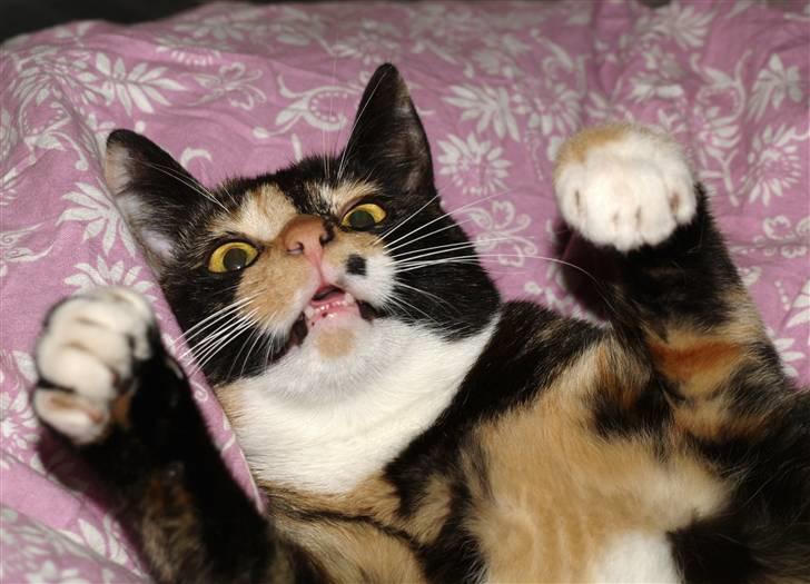 Huskat * Kylle * - gad hun vidst ik lige og få taget billed :p billede 4