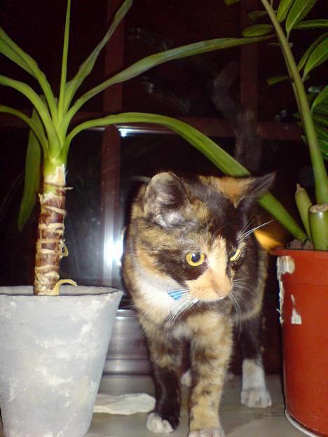 Huskat * Kylle * - Kylle rylle :p billede 5