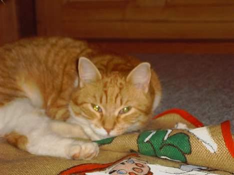 Huskat Pickles +02.11.2010+ billede 4