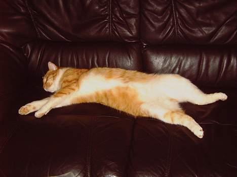 Huskat Pickles +02.11.2010+ - Total afslapning billede 5