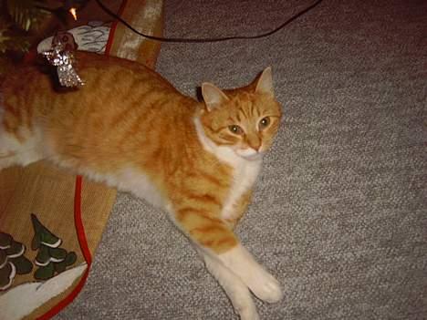 Huskat Pickles +02.11.2010+ billede 6